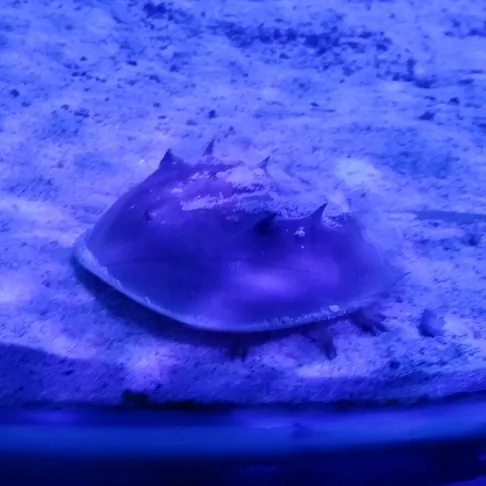 お魚万太郎