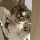 はいちゃん