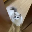 みか