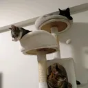 ねこむー