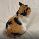 たけしんぼ