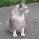 ヒナ