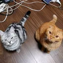 たかのす