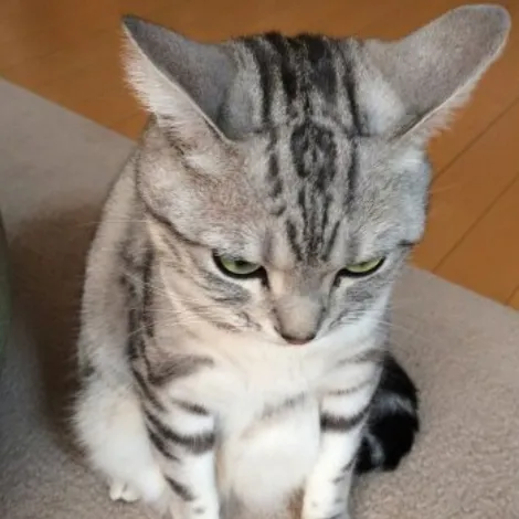 みふゆ(三冬)