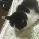 セラV