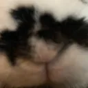 ロウシ