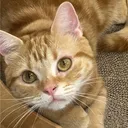 🐈