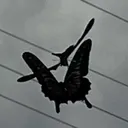 胡蝶いつこ