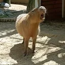 たつやん