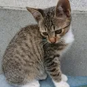 岡倉輝