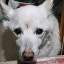 たまへい（ポテマイ）