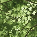 このは