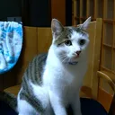 miho