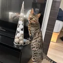 ちー