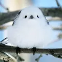 彩