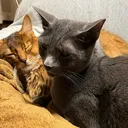 ゆきあん