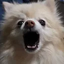 碧兎