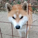 あきら
