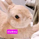 たまこん