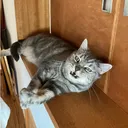 やまねこ