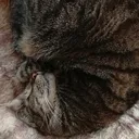 どぶねこ