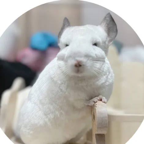 Sÿü