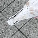 ghomaU