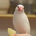 めし
