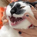 フクザワ