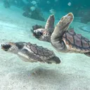 かめ🐢