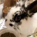 ゆきまルミレオ・まろ