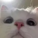 ゆきのはな