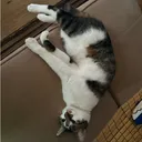 みゆまる