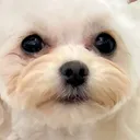 さくら🌸
