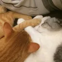 あさみ