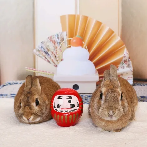 ゆなうさ