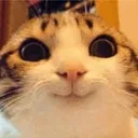 あいこす