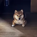 だるいもん