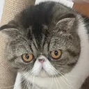 あきお