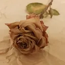 あきなよあし🍪🦪🐄🍶🥚🌺👗🦇🐺👅🍠🍑🍊天衣無縫無境地南無阿弥陀佛