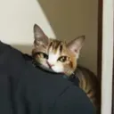 猫丼