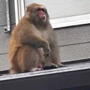 野良猿🐵