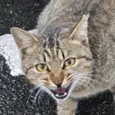 バラヲ