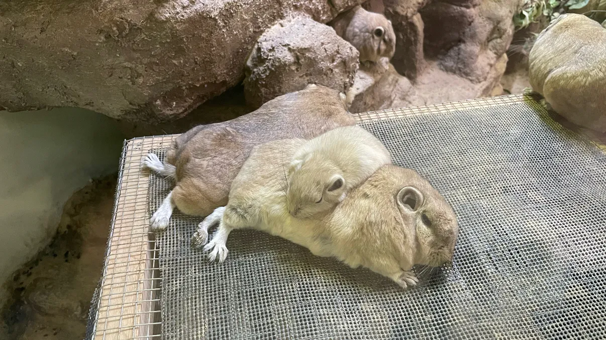 グンディ