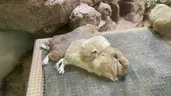 グンディ
