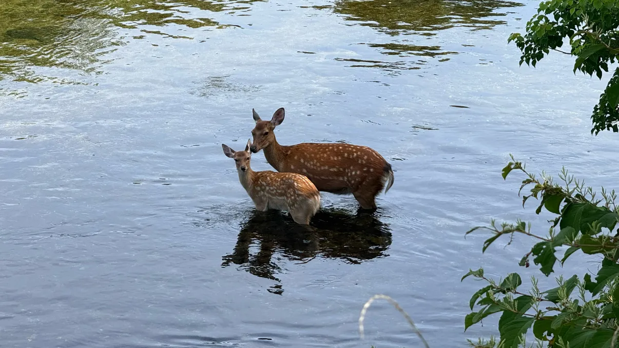 るーふ_日常