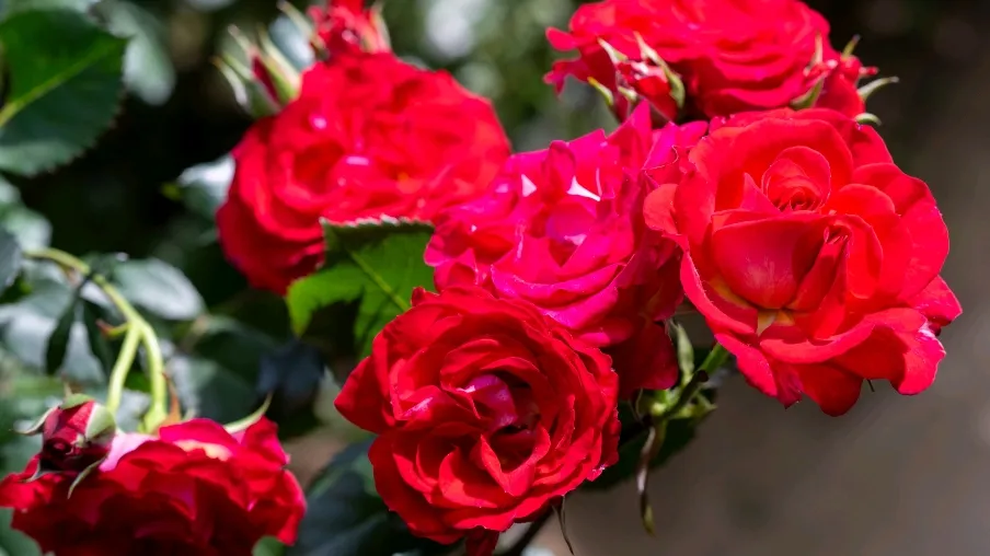 お花好きの集い