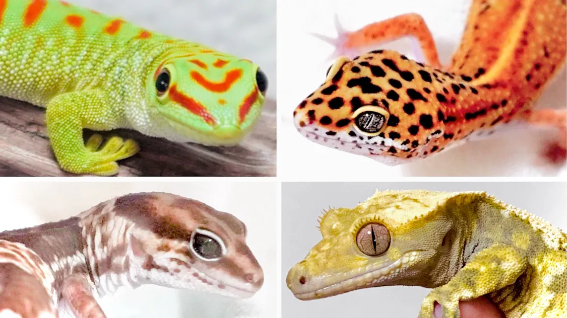 𓆈ヤモリ好きの会